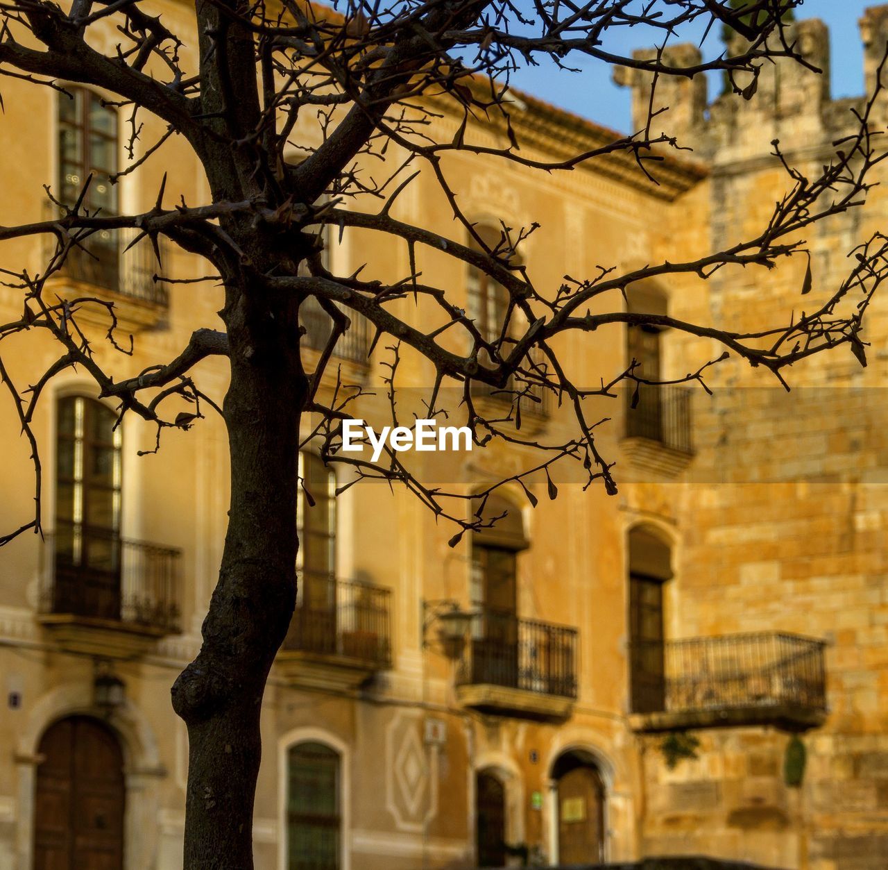 VIEW OF BARE TREE WITH BUILDINGS IN BACKGROUND