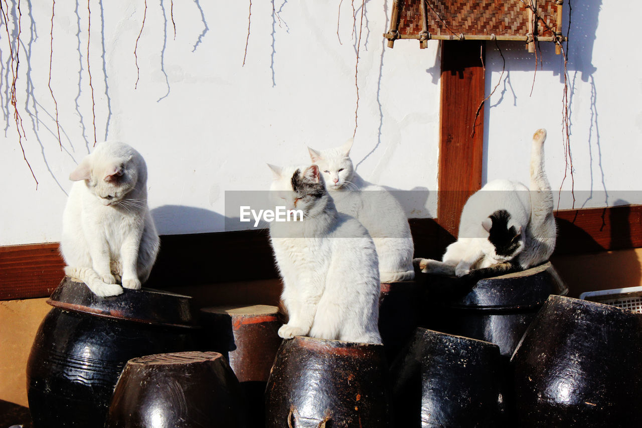 Cats sitting on containers against wall