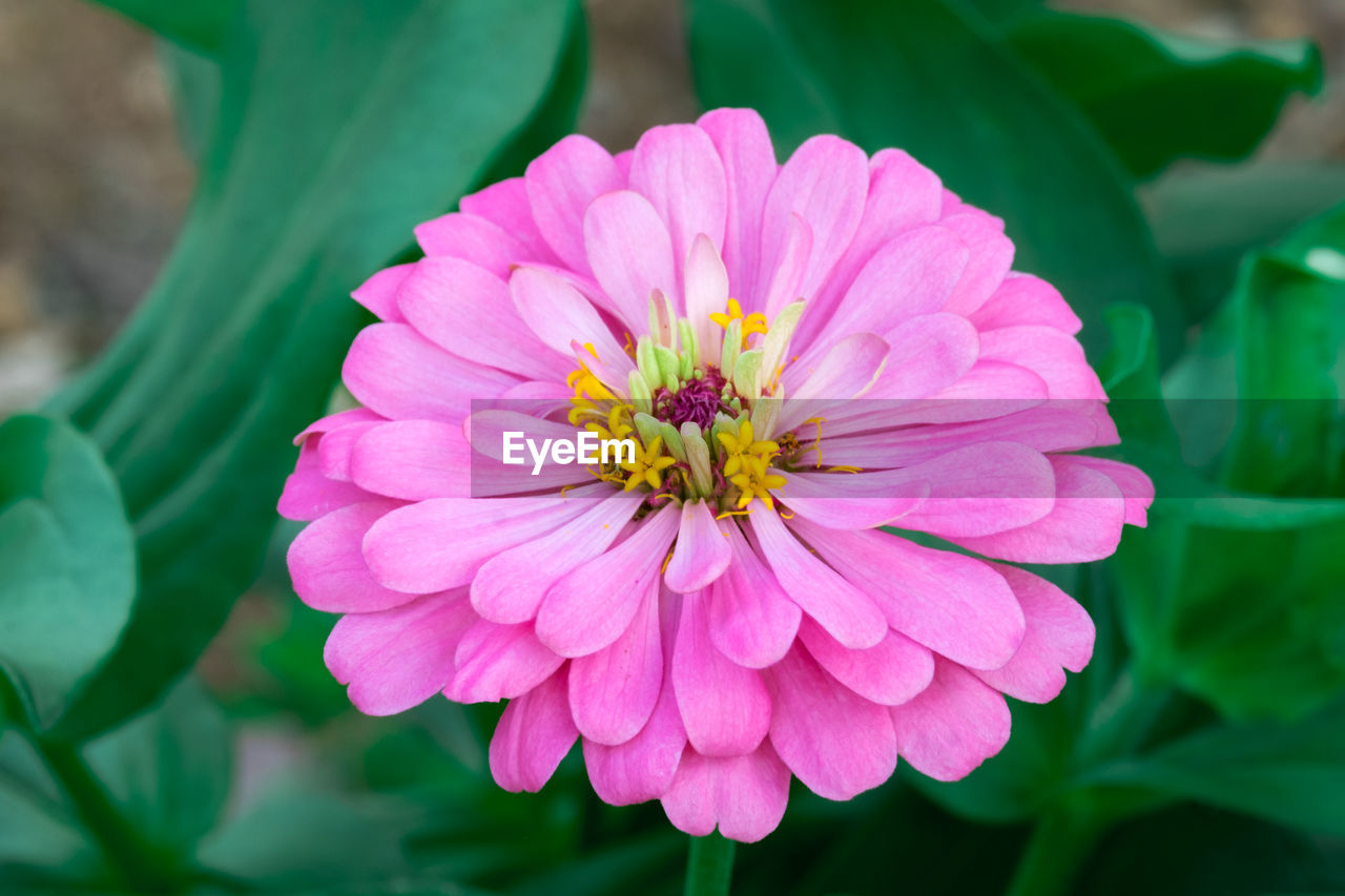 Close-up of pink flower