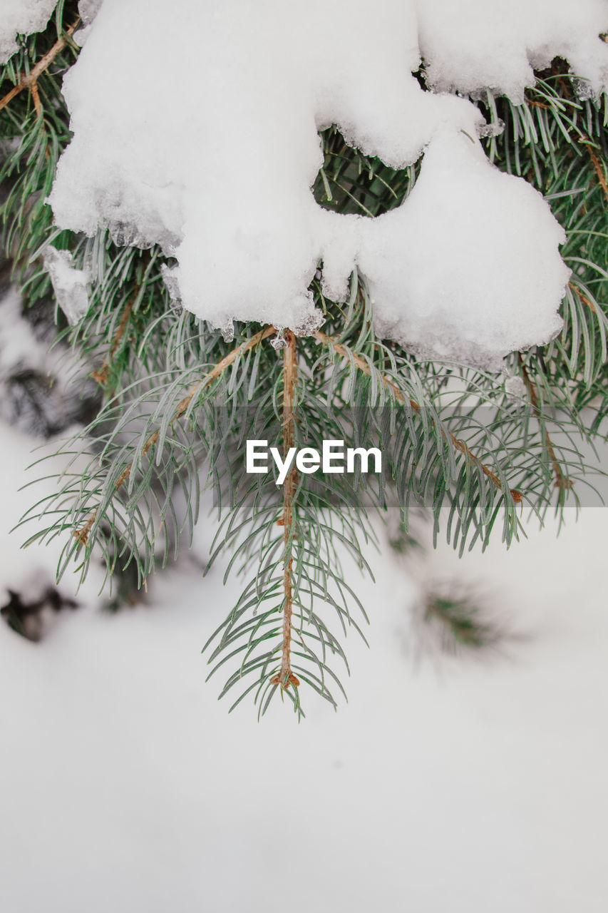 snow, branch, winter, cold temperature, tree, coniferous tree, plant, nature, twig, pinaceae, pine tree, christmas, celebration, holiday, no people, frozen, fir tree, christmas tree, white, ice, outdoors, environment, day, close-up, fir, evergreen tree, needle - plant part, beauty in nature, leaf, christmas decoration, freezing