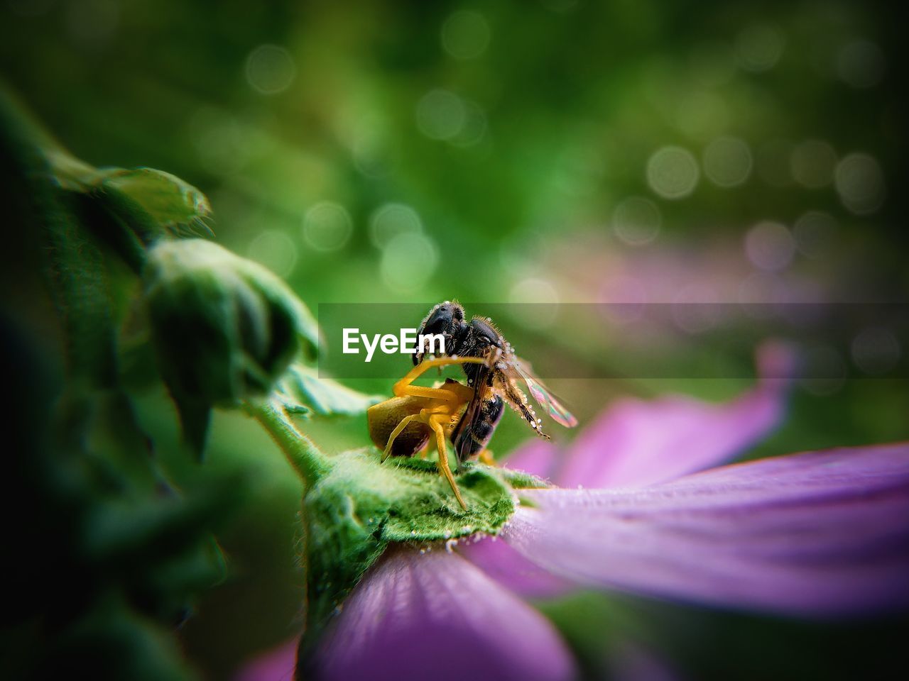 Close-up of bee and spider on purple flower