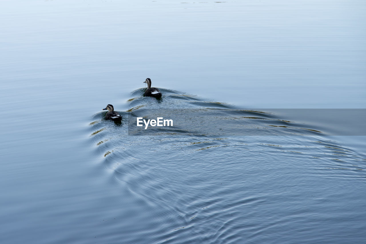 High angle view of ducks swimming in lake