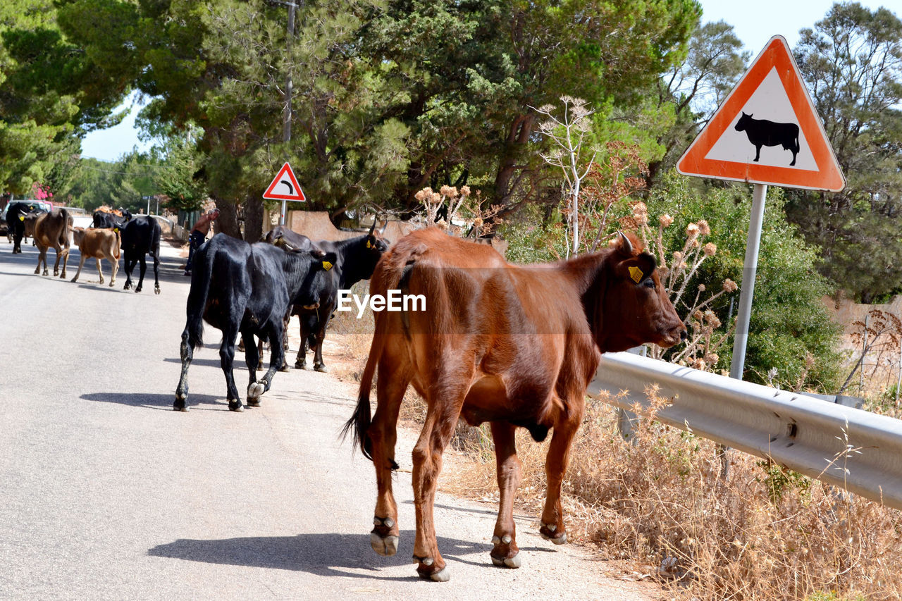 Cows on country road