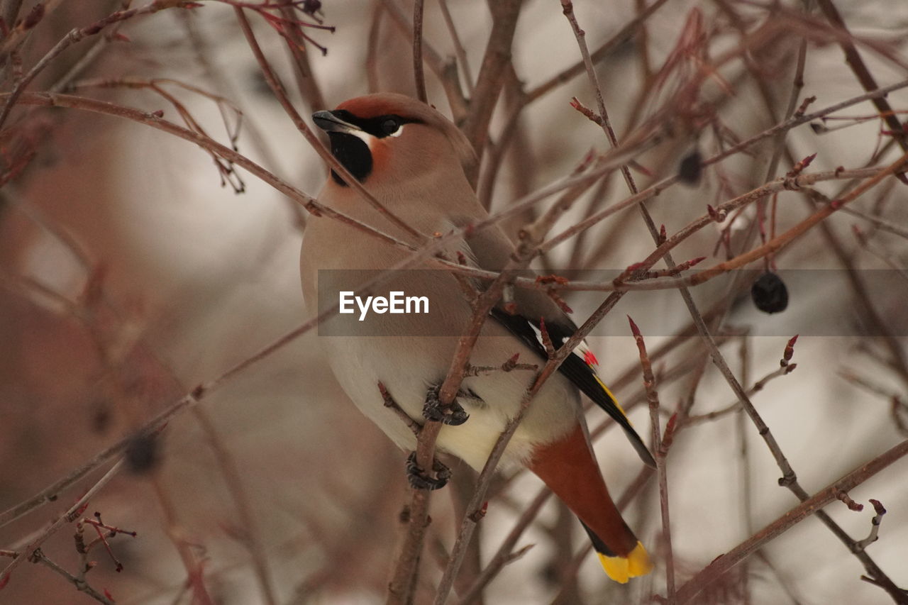 twig, branch, tree, spring, plant, winter, bird, nature, close-up, animal, animal wildlife, animal themes, no people, leaf, wildlife, flower, autumn, thorns, spines, and prickles, outdoors, macro photography, focus on foreground, beauty in nature, day, one animal