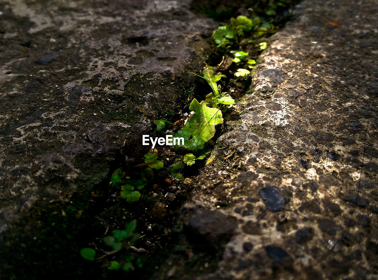 CLOSE-UP OF PLANTS