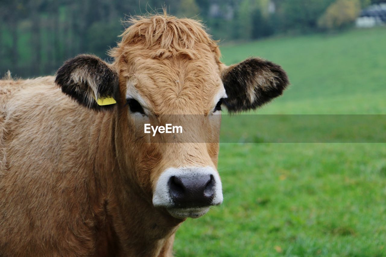 Close-up of cow on field