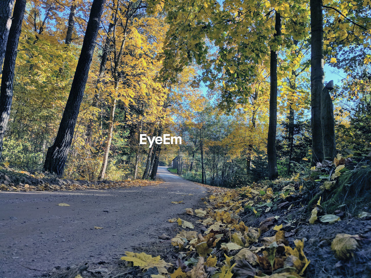 TREES IN FOREST DURING AUTUMN