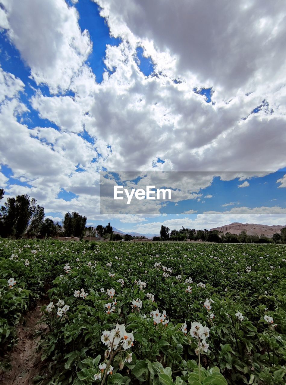 cloud, sky, plant, landscape, environment, nature, flower, field, beauty in nature, land, scenics - nature, growth, rural scene, flowering plant, freshness, agriculture, sunlight, no people, rural area, meadow, crop, blue, grass, food and drink, tree, tranquility, food, outdoors, horizon, day, tranquil scene, vegetable, springtime, non-urban scene, mountain, green, farm, cloudscape, travel