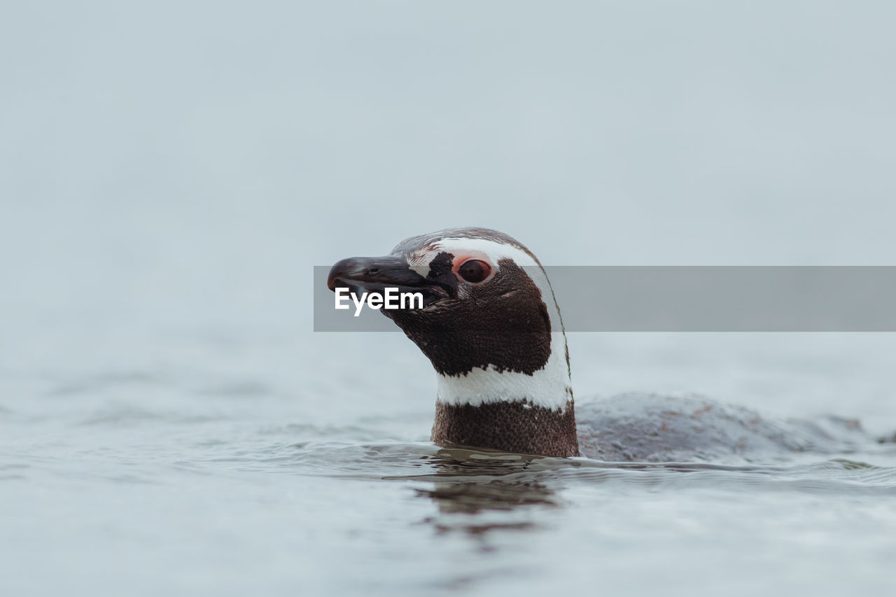 Close-up of penguin swimming in sea