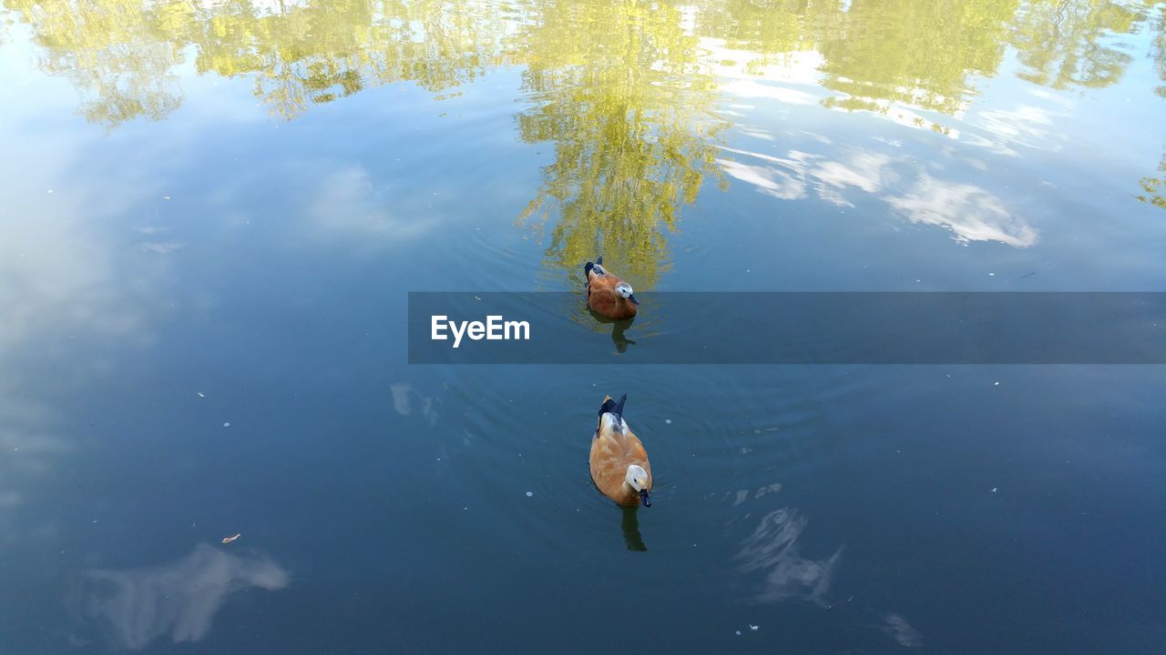 HIGH ANGLE VIEW OF DUCKS SWIMMING IN LAKE