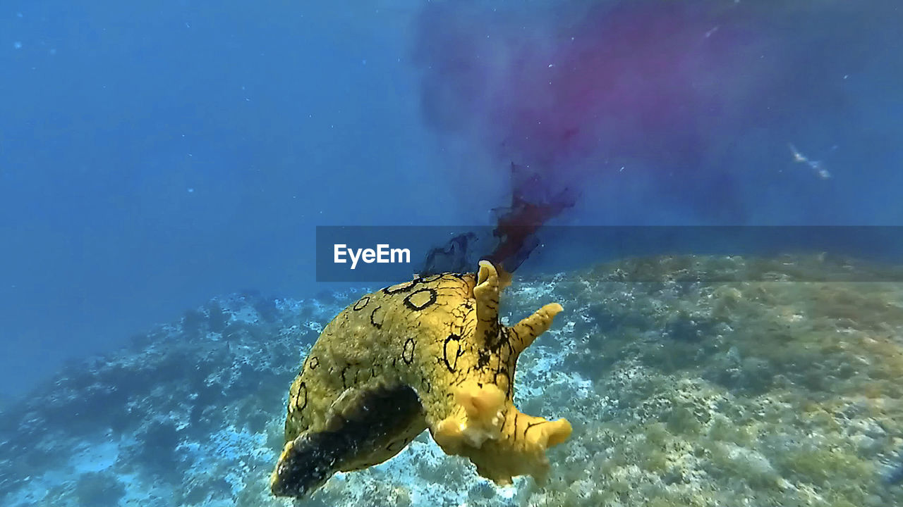 CLOSE-UP OF TURTLE UNDERWATER
