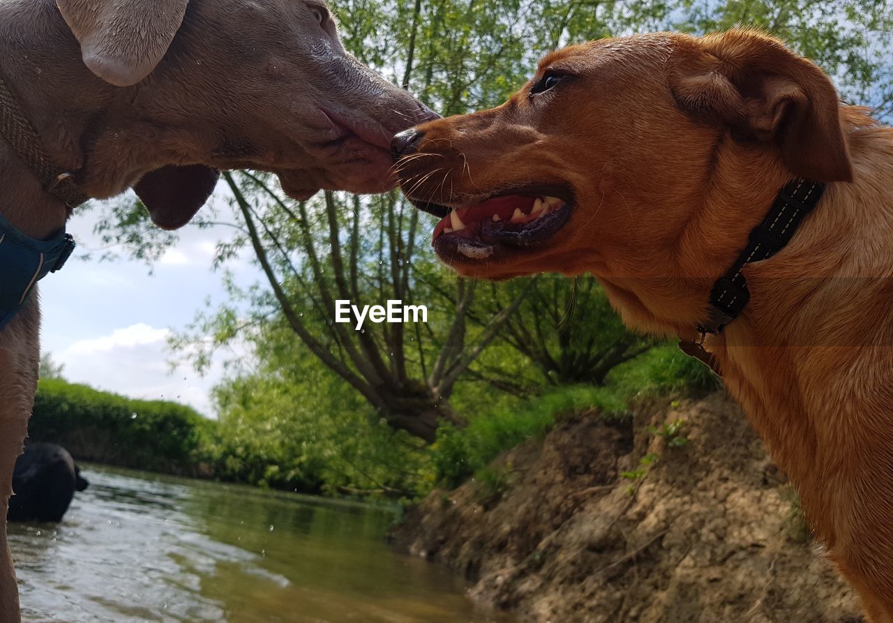 CLOSE-UP OF A DOG IN A WATER