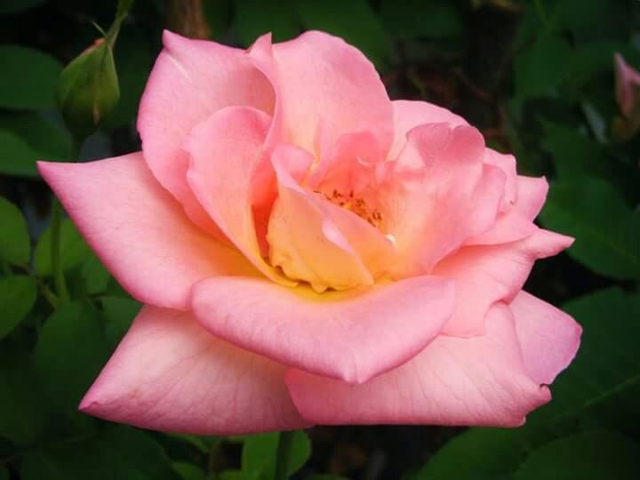 CLOSE-UP OF PINK ROSE BLOOMING OUTDOORS