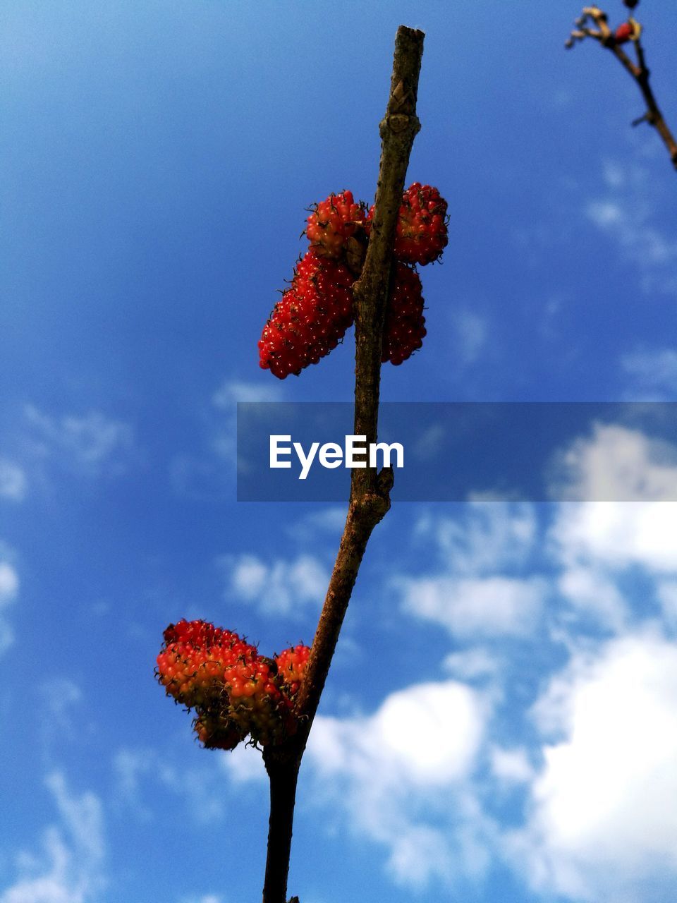 LOW ANGLE VIEW OF RED FLOWER TREE AGAINST SKY