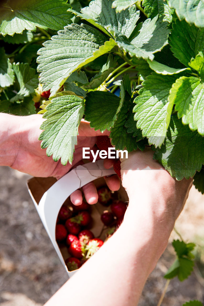 Cropped image of hands picking strawberries from plants