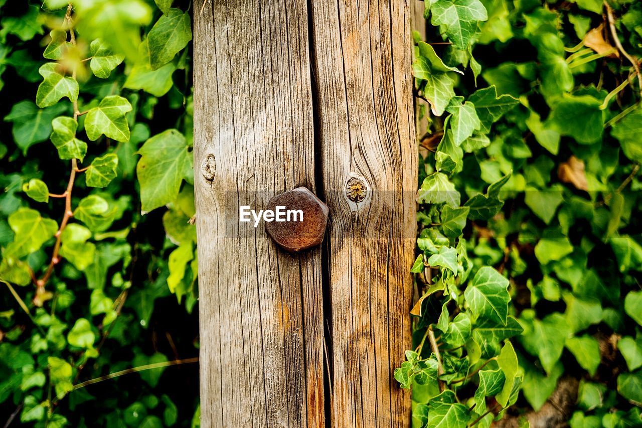 Close-up of rusty nut mounted on wooden post