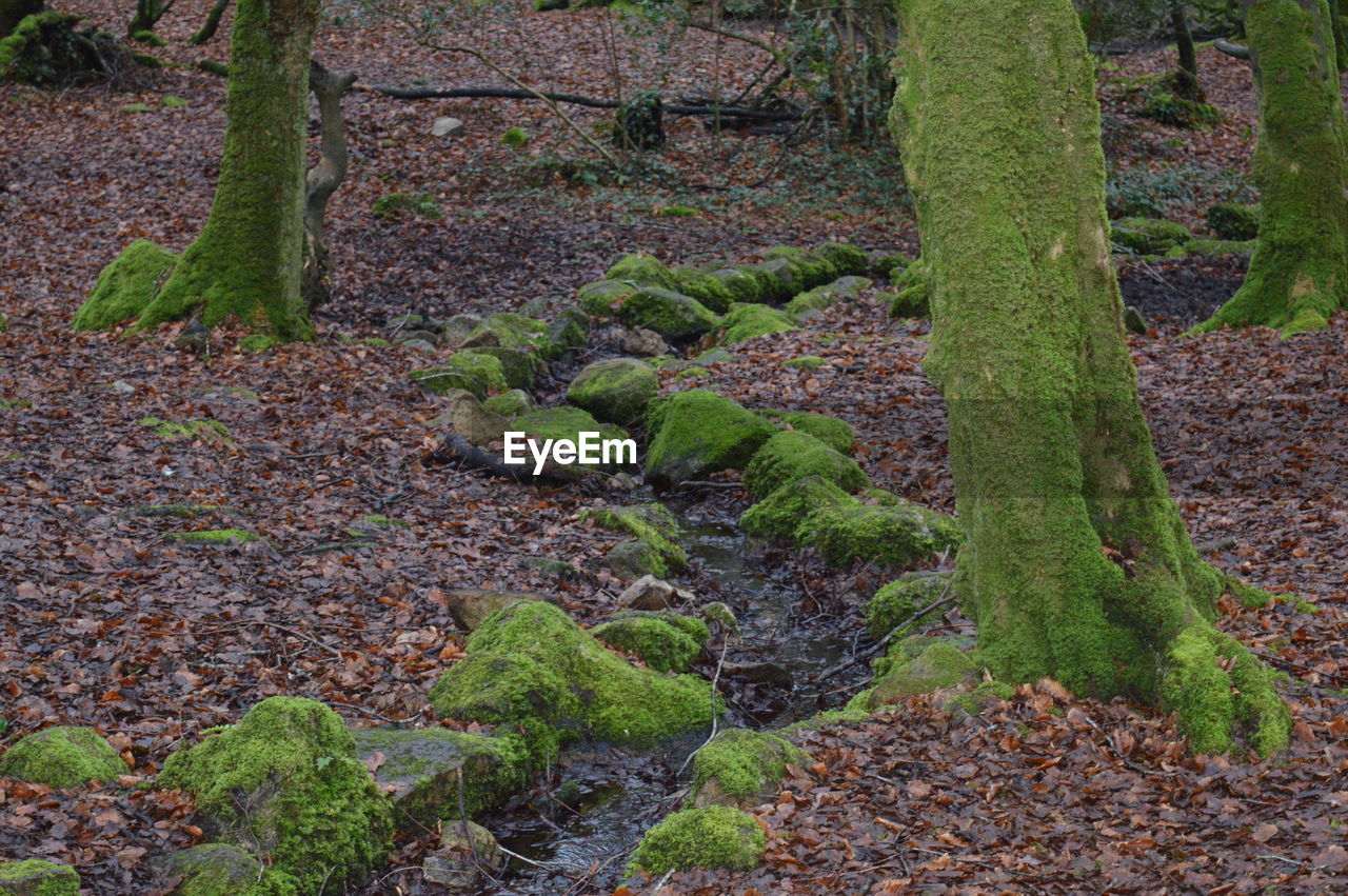 PLANTS AND TREES IN FOREST