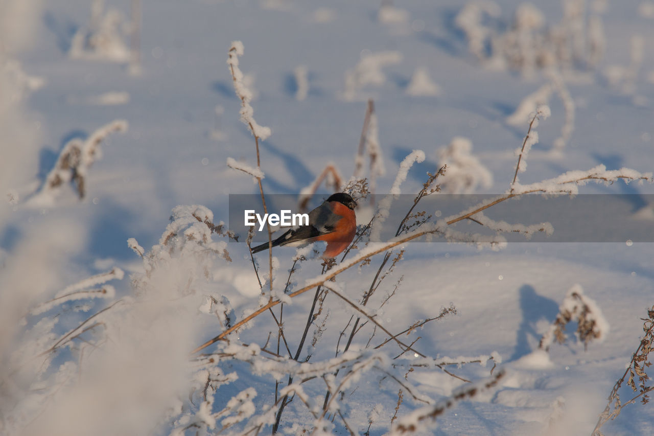 A beautiful bullfinch in the winter