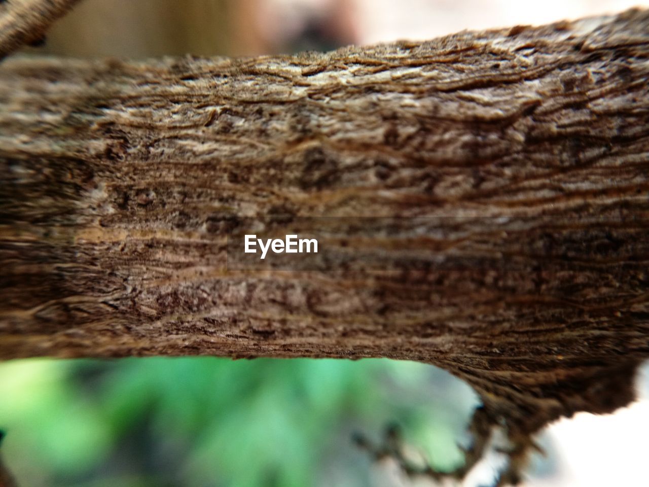 CLOSE-UP OF TREE LOG