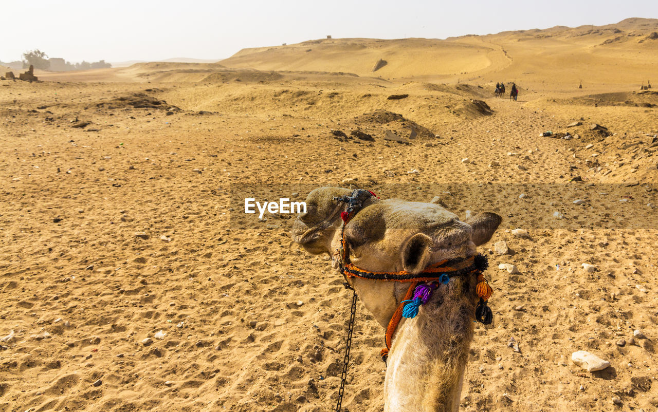 VIEW OF AN ANIMAL ON SAND