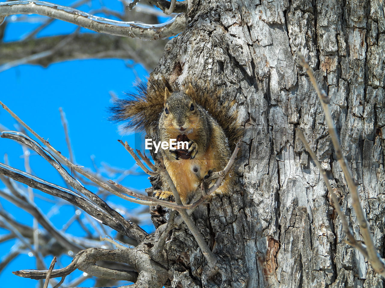 Low angle view of a tree with squirrel. 