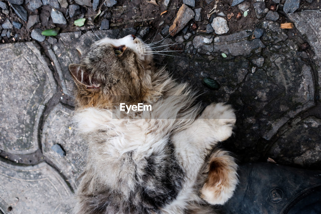 High angle view of cat lying on rock