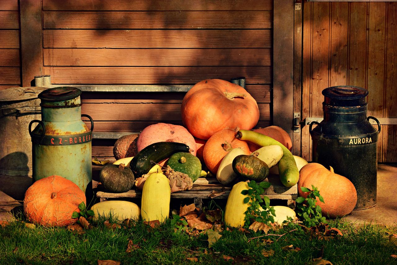 View of pumpkins on wood