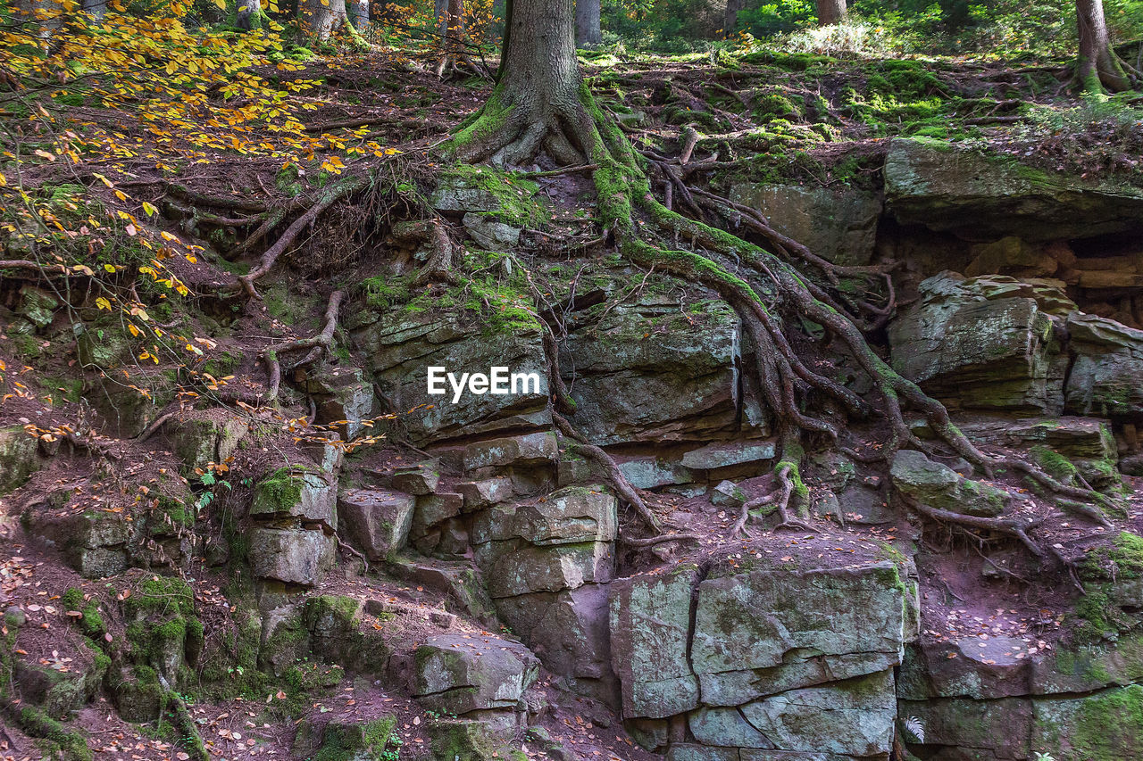 Close-up of tree roots in forest