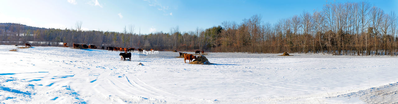 PANORAMIC VIEW OF PEOPLE ON SNOWY FIELD