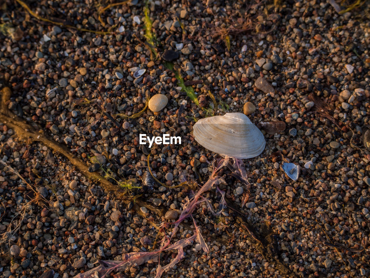 Sea shell on ground