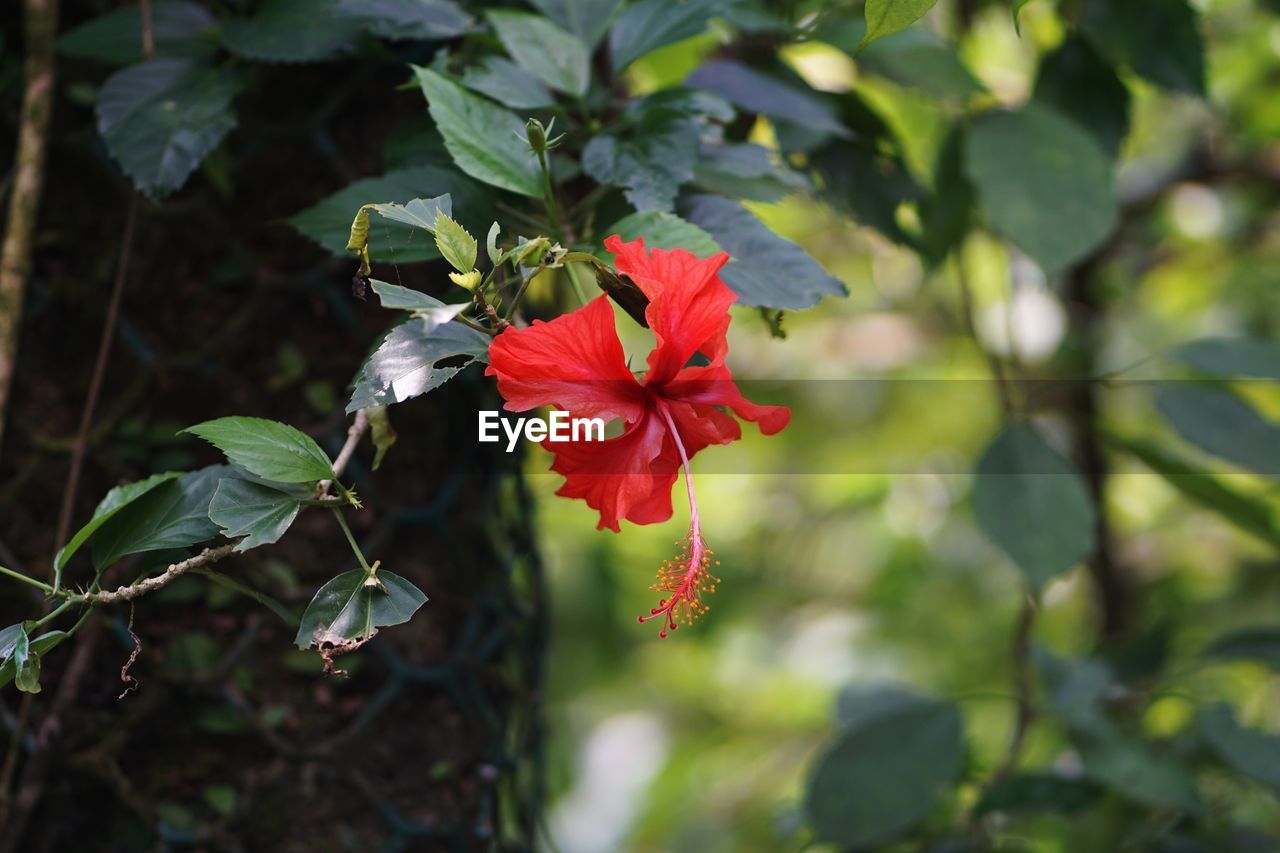 CLOSE-UP OF RED HIBISCUS PLANT