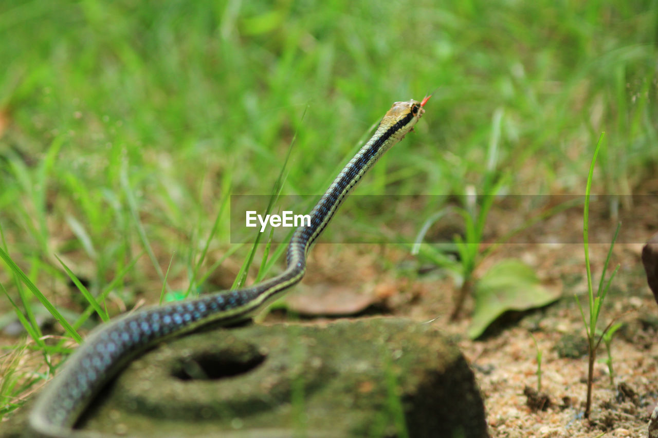 Close-up of snake on rock