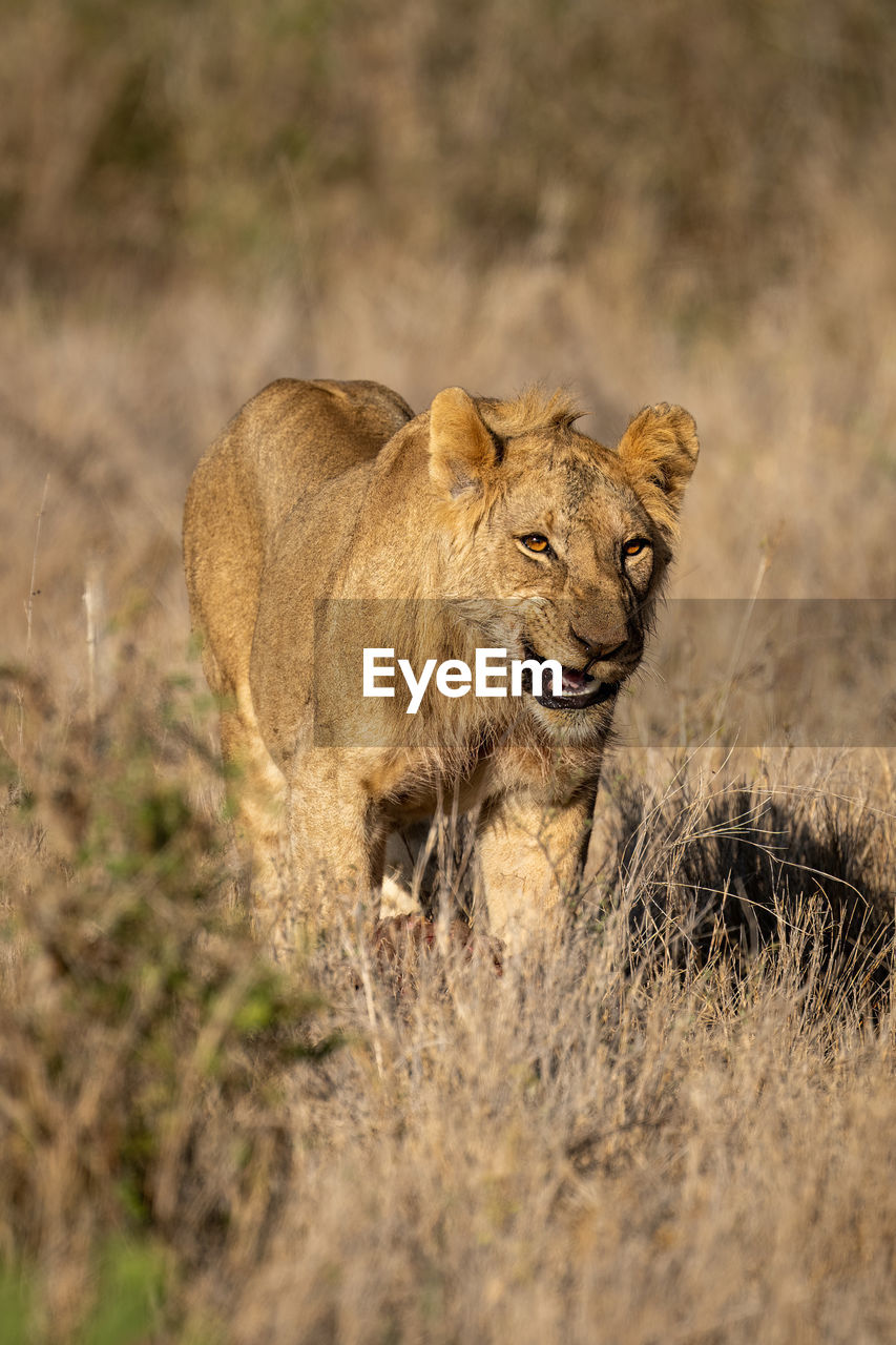 Young male lion stands snarling in grass
