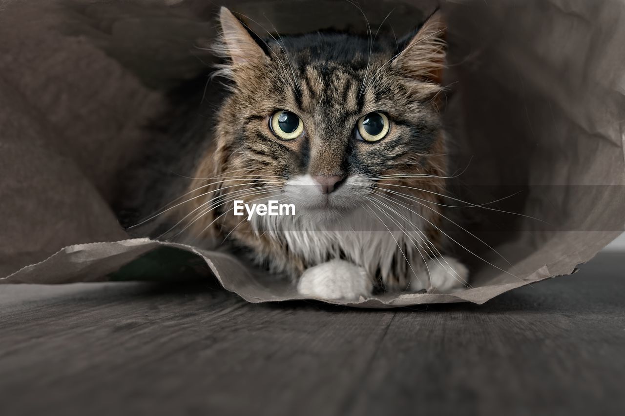 Close-up portrait of cat relaxing on floor