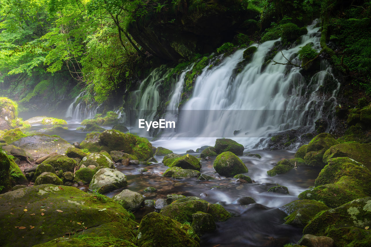 WATERFALL IN FOREST