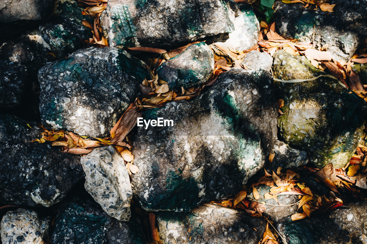 HIGH ANGLE VIEW OF SHELL ON ROCKS