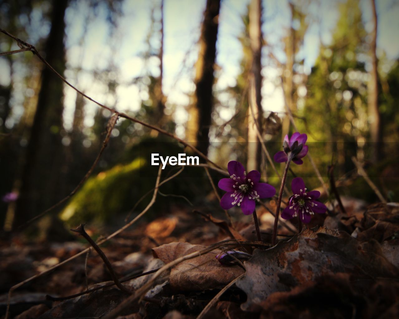 Close-up of purple flowering plants on land