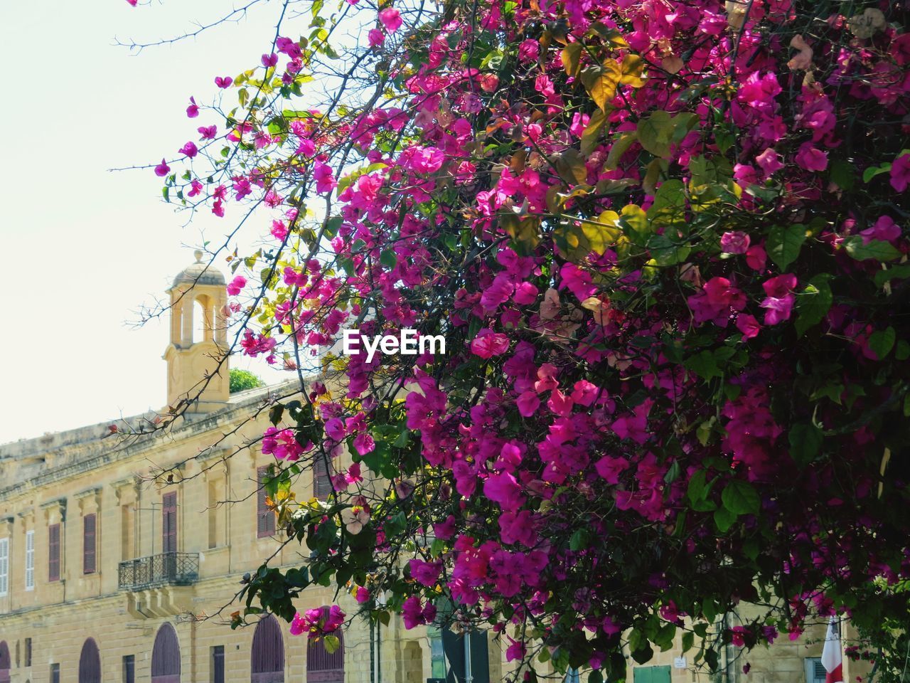 High section of built structure and flower tree against sky