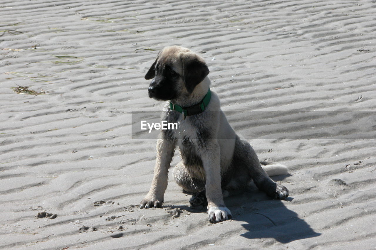 DOG LOOKING AWAY ON SAND