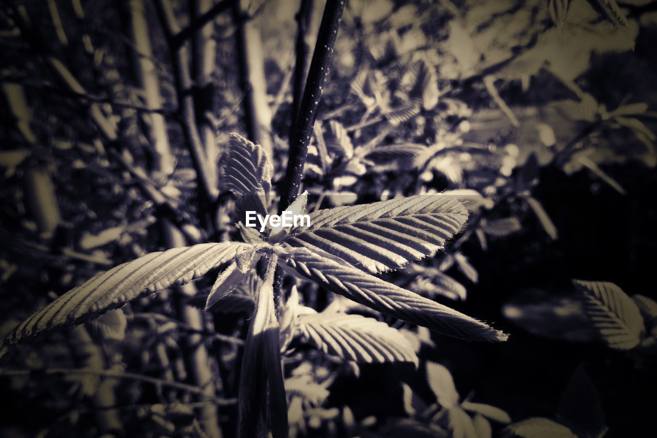 HIGH ANGLE VIEW OF DRY LEAVES ON PLANT