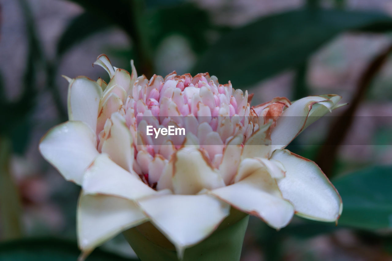 Close-up of pink rose flower