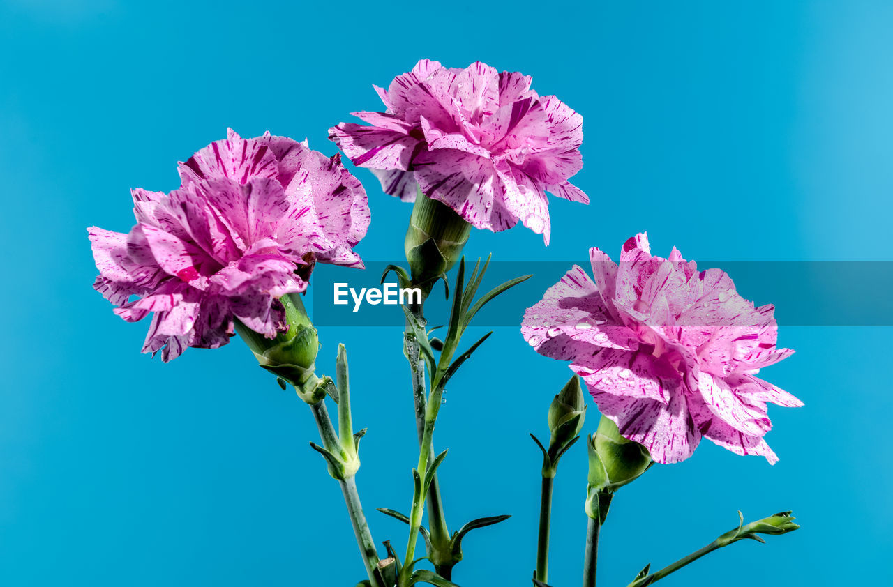 Beautiful blooming pink carnations flowers isolated on a blue background. flower head close-up.