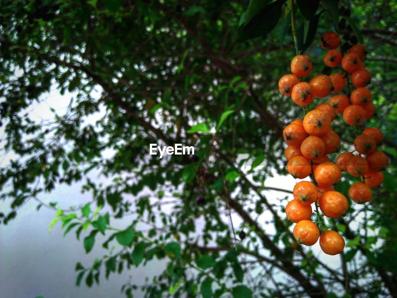 Bunch of rowanberries growing on tree