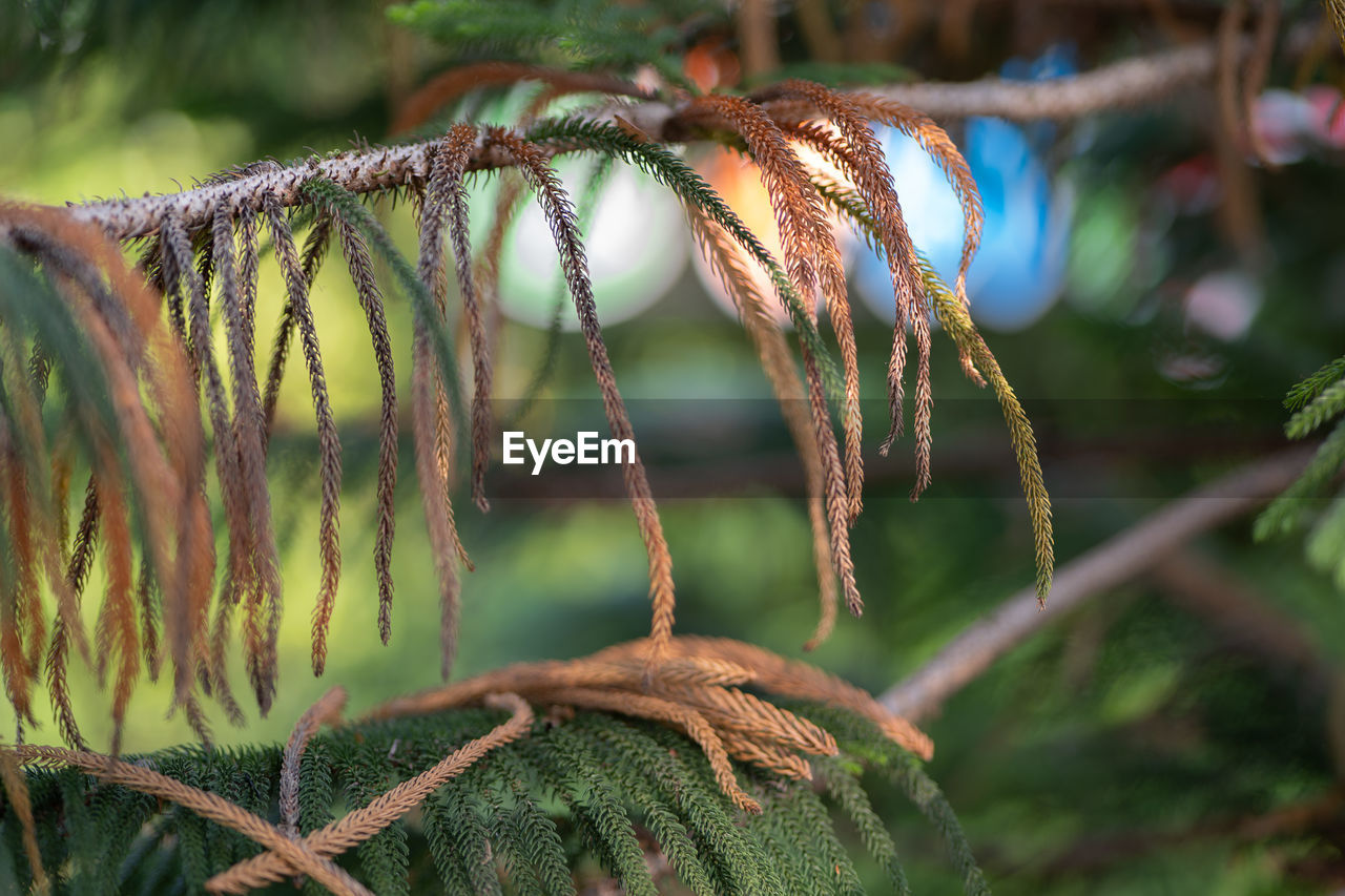 nature, green, tree, plant, forest, branch, leaf, flower, macro photography, no people, close-up, focus on foreground, jungle, wildlife, day, grass, outdoors, growth, beauty in nature, rainforest, selective focus, autumn, land, pinaceae, plant part