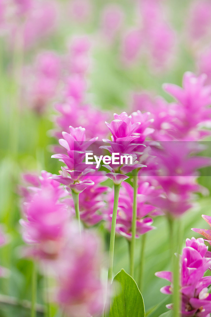 Close-up of pink flowers blooming outdoors