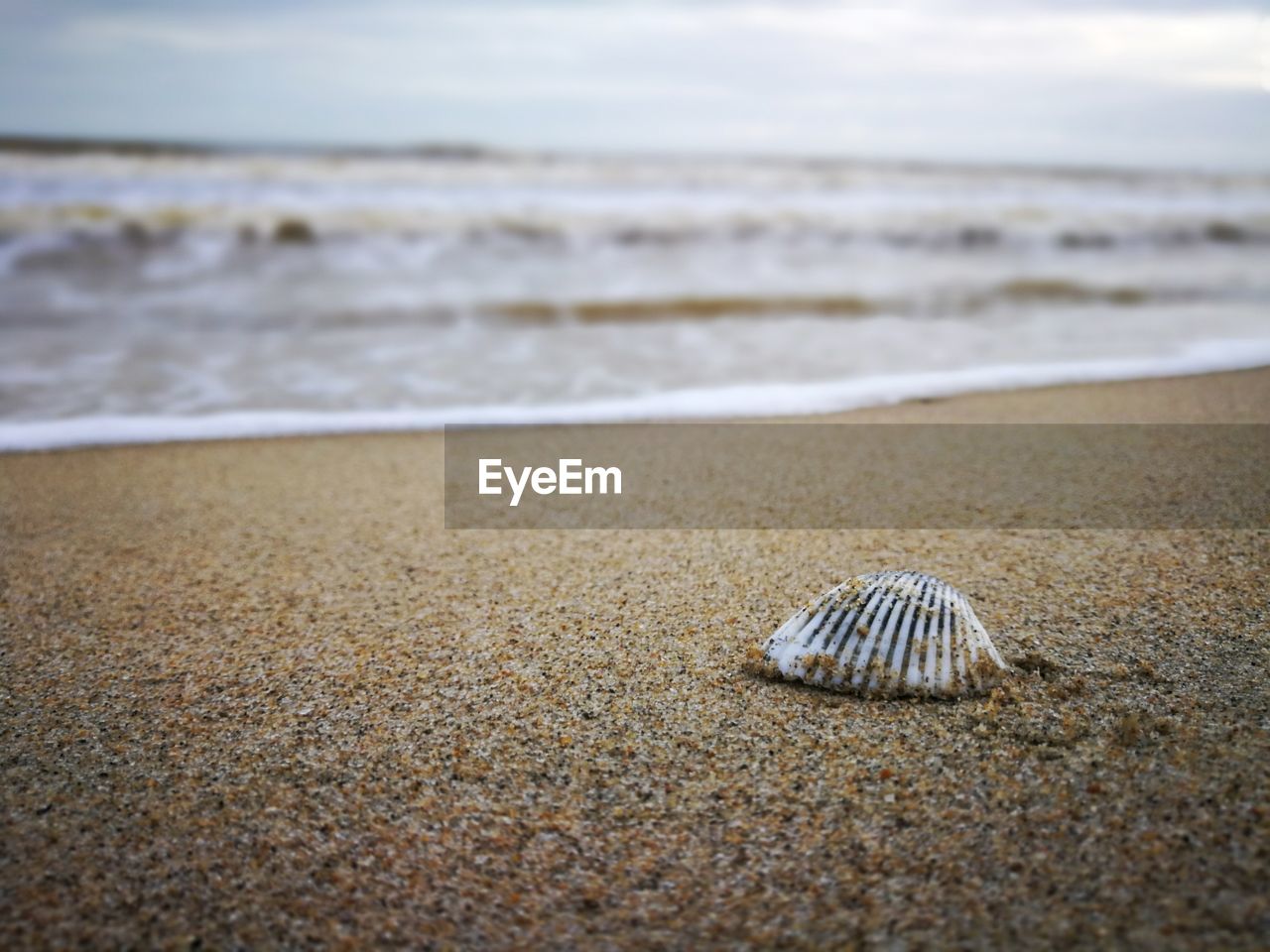 Close-up of shell on beach