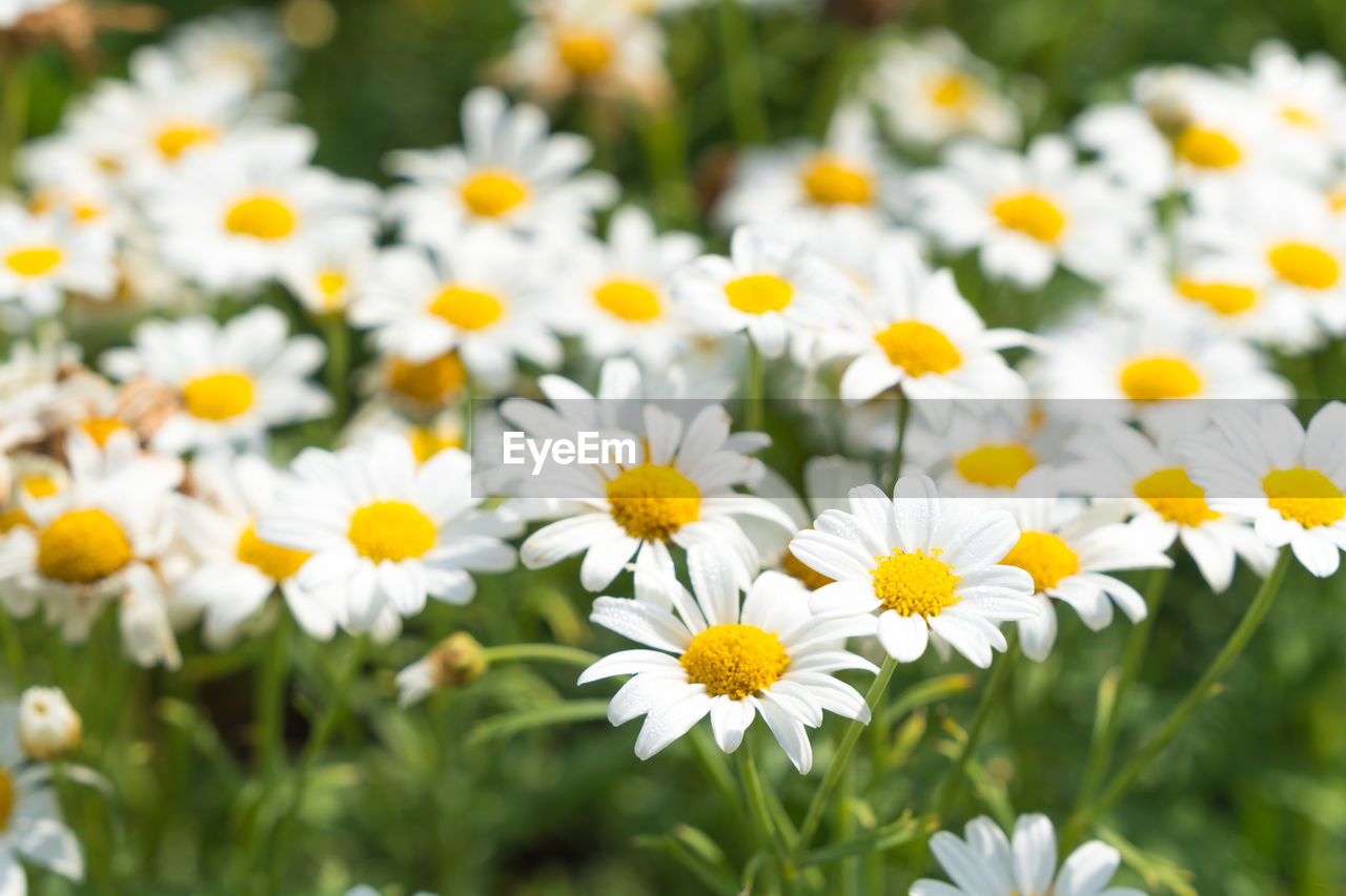 close-up of daisy flowers