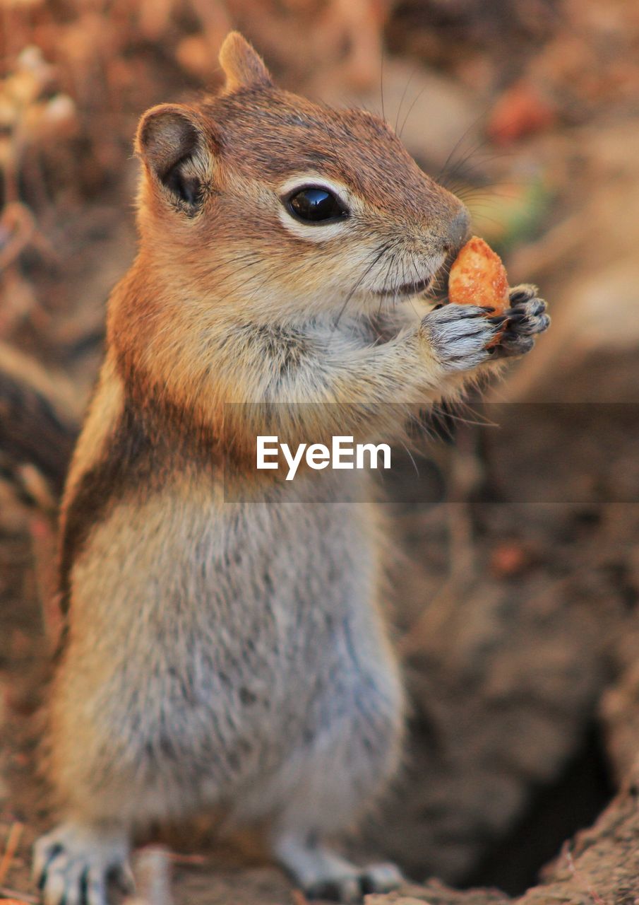 Close-up of squirrel eating food