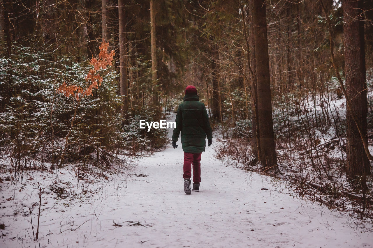 The figure of a person walking away along a snowy winter forest path