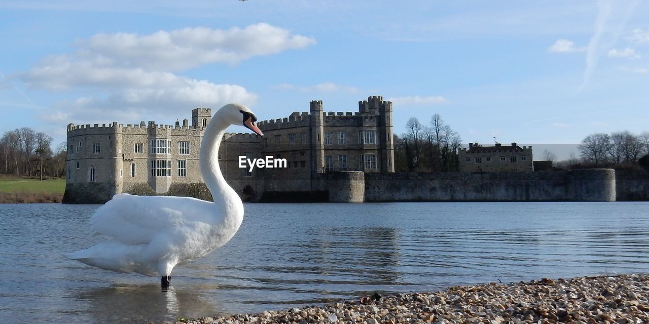 Swan in a lake against the sky at leeds castle